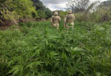 Fogo? Mais de 1.800 pés de maconha são destruídos pela PM na Bahia; nenhuma pessoa foi presa