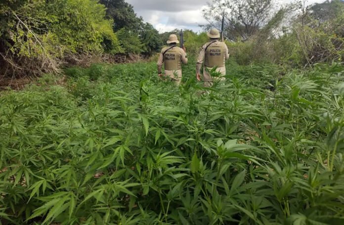 maconha