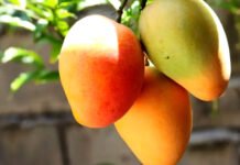 Manga fica de fora de lista de exceções do tarifaço; fruta é o principal produto exportado pela Bahia aos EUA