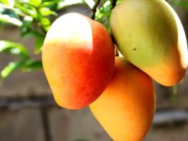 Manga fica de fora de lista de exceções do tarifaço; fruta é o principal produto exportado pela Bahia aos EUA