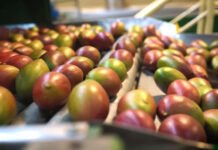 Tarifaço de Trump coloca em risco 77 mil toneladas de frutas brasileiras que aguardam exportação para os EUA