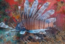 Riscos de desequilíbrio no ecossistema marinho e veneno que pode causar convulsões: conheça peixe invasor encontrado na Bahia