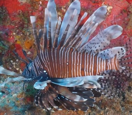 Riscos de desequilíbrio no ecossistema marinho e veneno que pode causar convulsões: conheça peixe invasor encontrado na Bahia