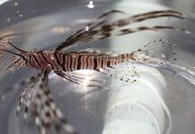 Peixe invasor com 18 espinhos é encontrado em destino turístico na Bahia; espécie não tem predadores