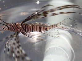 Peixe invasor com 18 espinhos é encontrado em destino turístico na Bahia; espécie não tem predadores