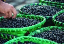 Mais de 11 toneladas de açaí ficam paradas no Amapá após tarifaço dos EUA