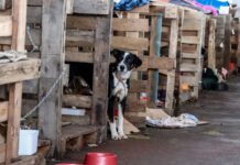 Bahia pode ganhar programa de distribuição de ração e apoio a ONGs de animais
