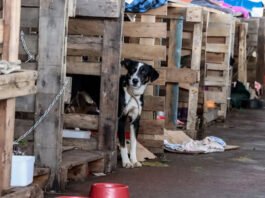 Bahia pode ganhar programa de distribuição de ração e apoio a ONGs de animais
