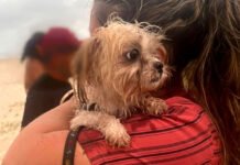 Cachorro foi encontrado vivo, amarrado em árvore, ao lado dos corpos das três mulheres mortas em praia no sul da BA