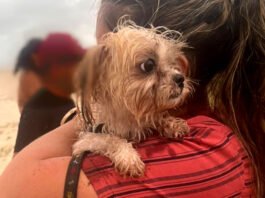 Cachorro foi encontrado vivo, amarrado em árvore, ao lado dos corpos das três mulheres mortas em praia no sul da BA
