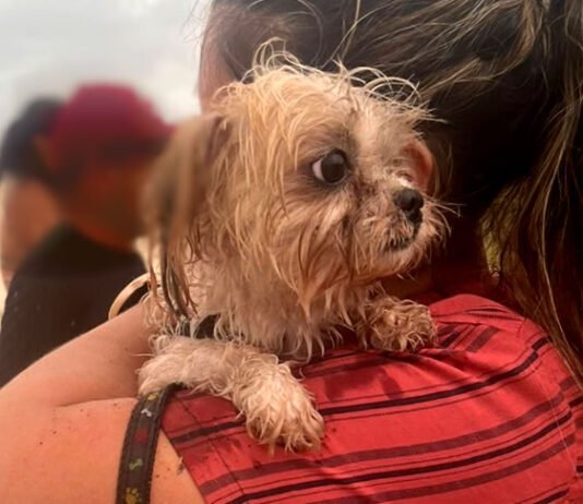 Cachorro foi encontrado vivo, amarrado em árvore, ao lado dos corpos das três mulheres mortas em praia no sul da BA