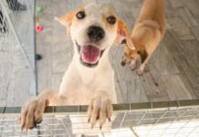 Aprovado projeto que fixa regras para guarda compartilhada de animal de estimação em caso de separação; entenda