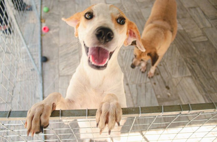 cachorro