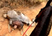 ‘Estão me julgando, eu não sou um monstro’, diz homem que confessou ter mutilado cavalo com facão em SP