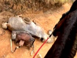 ‘Estão me julgando, eu não sou um monstro’, diz homem que confessou ter mutilado cavalo com facão em SP
