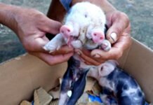 Porco nasce com dois focinhos na zona rural de Feira de Santana; situação chamou a atenção dos moradores