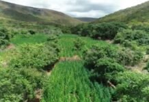 Salvador: Advogado de 71 anos suspeito de ser proprietário de fazenda usada para cultivo de maconha é preso