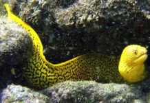 Moreia banana: peixe ornamental nativo da Baía de Todos-os-Santos é ‘queridinho’ em países como Estados Unidos, França e Itália