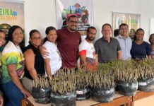 Agricultores de Muniz Ferreira recebem 2 mil mudas de mandioca e aipim para fortalecer produtividade nas lavouras