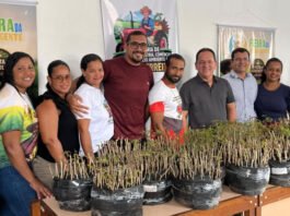 Agricultores de Muniz Ferreira recebem 2 mil mudas de mandioca e aipim para fortalecer produtividade nas lavouras