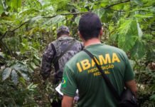 Governo autoriza nomeação de 460 novos servidores do Ibama