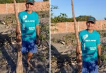 Agricultor colhe mandioca de cerca de 2 metros no interior da Bahia e diz: ‘Nunca tinha visto desse porte’