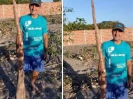 Agricultor colhe mandioca de cerca de 2 metros no interior da Bahia e diz: ‘Nunca tinha visto desse porte’
