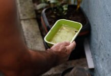 Chikungunya traz preocupações após uma década de presença no Brasil