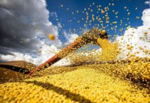 Brasil deve ter nova safra recorde de grãos em 2025/26, projeta Conab
