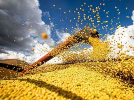 Brasil deve ter nova safra recorde de grãos em 2025/26, projeta Conab