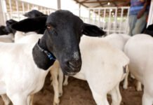 Bahia registra novo recorde no rebanho de ovinos e caprinos: estado ocupa a 7ª posição no ranking da pecuária; confira