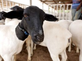 Bahia registra novo recorde no rebanho de ovinos e caprinos: estado ocupa a 7ª posição no ranking da pecuária; confira