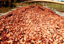 Produtores de cacau cobram derrubada de norma de importação e reclamam de prejuízos à economia baiana