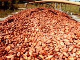 Produtores de cacau cobram derrubada de norma de importação e reclamam de prejuízos à economia baiana