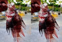 Peixes-leões são capturados na Baía de Todos-os-Santos e no interior baiano; espécie invasora ameaça fauna brasileira
