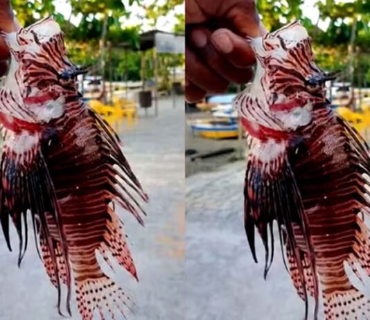 Peixes-leões são capturados na Baía de Todos-os-Santos e no interior baiano; espécie invasora ameaça fauna brasileira