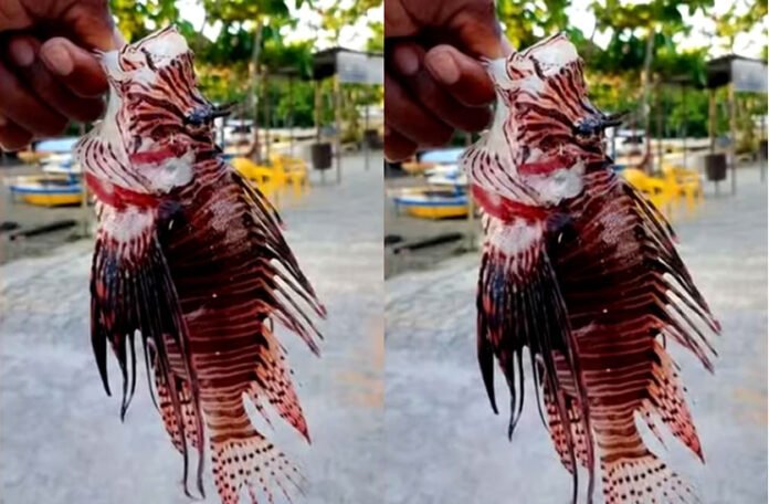 peixes