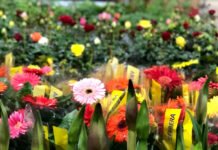 Com muitas atrações, 13ª Feira de Flores Holambra segue até o dia 9 em Santo Antônio de Jesus das 8h às 20h no Espaço do São João; confira as novidades