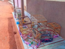 Influenciador é multado em R$ 11,5 mil após vídeos de caça na Bahia