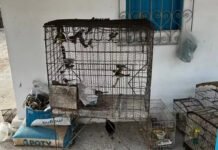 MP-BA denuncia mais de 20 integrantes da maior rede de tráfico de animais