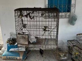 MP-BA denuncia mais de 20 integrantes da maior rede de tráfico de animais