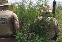 PM destrói 23 mil pés de maconha em operação na Bahia