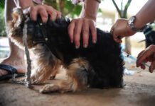 Veja: Bahia somou mais de 90 casos de raiva em animais somente de janeiro a novembro deste ano; dados é da Sesab