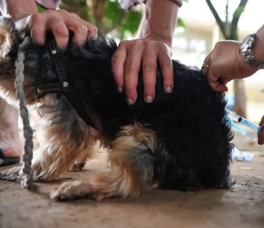 Veja: Bahia somou mais de 90 casos de raiva em animais somente de janeiro a novembro deste ano; dados é da Sesab