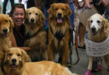 Fogos de artifícios no Ano Novo exigem cuidados especiais com cães e gatos e tutores já podem adotar novas medidas