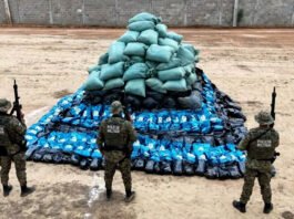 Mais de quatro toneladas de maconha do tipo ‘skunk’ são apreendidas na Bahia; material estava em propriedade rural