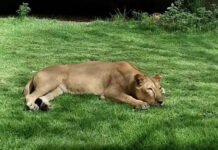 Jovem que entrou em espaço de leoa no zoológico morreu por hemorragia após ataque no pescoço, diz perícia