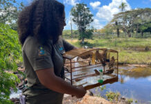 Mais de 15 animais silvestres são devolvidos ao habitat natural pelo Inema