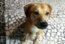 Adolescentes suspeitos de causar morte do cão Orelha tentaram afogar outro cachorro na praia em SC, diz polícia