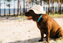 Verão exige atenção redobrada com a saúde dos pets; saiba cuidados